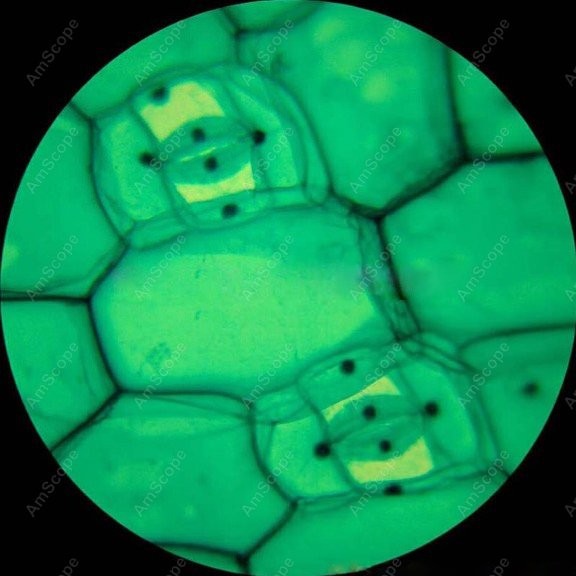 AmScope M148 Serisi Biyoloji B - Microscope Compound 40X incelemesi ve fiyatı